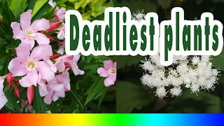 Top 10 Deadliest plants on earth