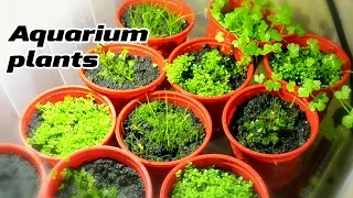 Growing Emersed Aquarium plants under DIY LED lightning
