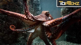 Top 10 TERRIFYING Facts About OCTOPUSES