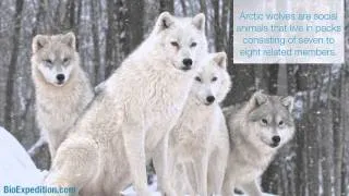 Information about Arctic Wolf