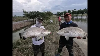 Snakehead (Toman) & Barramundi Fishing Thailand- DAY 2- BKKGUY