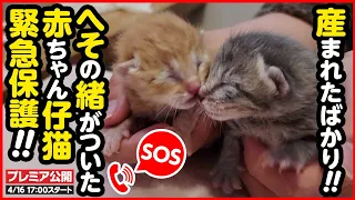 【子猫保護】へその緒がついたまま…生まれたての子猫を緊急保護しました！