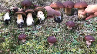 ตั้งเรียนกันแบบสวยสี่ดอก # เก็บเห็ดเผิ้งหวาน # หมานรัวๆๆ# Picking porcini mushrooms.14/10/22.