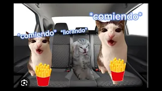carro gatos meme