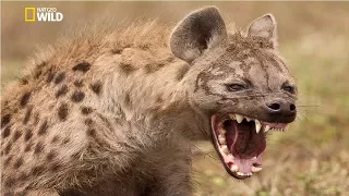 Spotted Hyena (Crocuta Crocuta) [National Geographic Documentary HD 2017