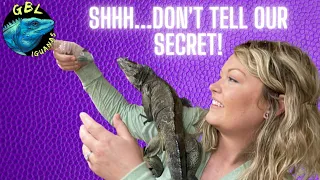 TIPS TO TAME AND SOCIALIZE YOUR ROCK IGUANA! IT REALLY WORKS!!!