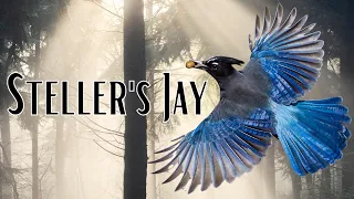 STELLER'S JAY | A very STELLAR JAY indeed