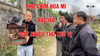 Chợ chim họa mi Bắc Hà Lào Cai, anh em rất vui vẻ dễ gần | Hoạt Họa Mi