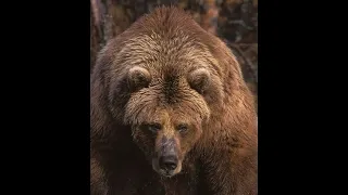 Three Frightening Russian Bear Attacks