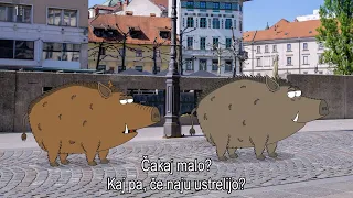 KAJ DOGAJA - ČIV ČAV - DIVJI SVINJI