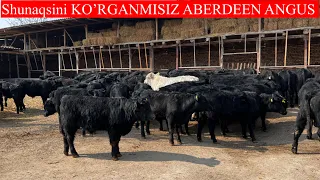 Abedeen ANGUS ishqivozlari uchun TOZZA ANGUSLAR BUQALAR 2023 г.