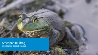 american bullfrog