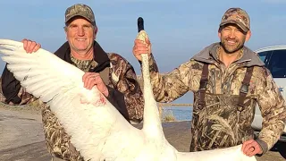 Utah Swan Hunt