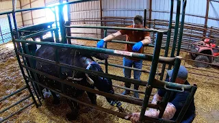 Hard Pull! Biggest calf of the Year!