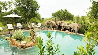 Entabeni Game Reserve, South Africa safari