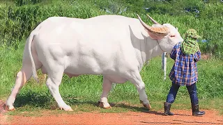 11 Rarest Albino Animals in the World