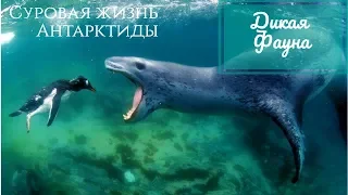 Морской леопард великий враг пингвинов/Sea leopard