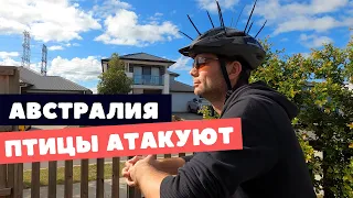 ПТИЦЫ АТАКУЮТ в АВСТРАЛИИ