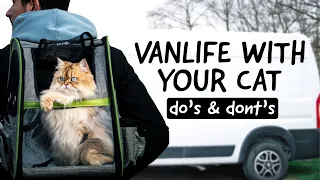 How to train your CAT for full-time VANLIFE | Tips & Tricks