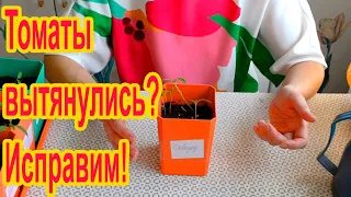 Если томаты вытянулись - это можно исправить за  1 минуту!