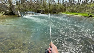 SO MANY TROUT!!! Creek Fishing for Brook & Brown TROUT