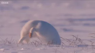 HD Arctic Fox Dives Headfirst Into Snow | arctic fox hunting technique