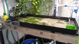 6 Month Update - Live Blackworm Culture - Long Term Low Tech Live Fish Food Culture