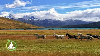 Beautiful Meditation Music With Views Of Horses In The Wild, Relaxing Music | Oualichi Meditations