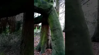 Intelligent trees