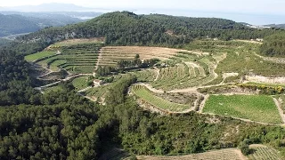Discovering Provence wines from Bandol region at Chateau de Pibarnon estate. Obiwine