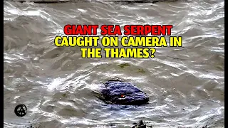 Giant Snake Photographed in the Thames? New Nessie? or much Lessie?