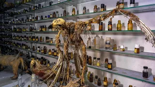 Abandoned Classic Perfumery of a Taxidermist | Unique Lost Place