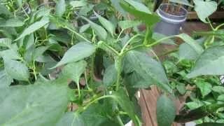 Identifying the Tomato Hornworm & Inspecting Your Garden: My 1st Vegetable Garden - MFG 2013