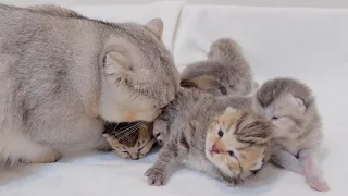 This is a big brother cat whose eyes are opened and the baby kitten is so cute.