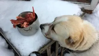 Как кормить собаку