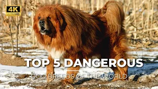 Most Dangerous and Biggest Dog Breeds In The World | The Earth 4K