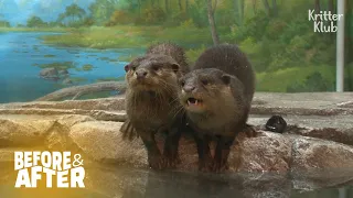 Abandoned By Their Mom, Baby Otters Don't Know How To Swim | Before & After Makeover Ep 42