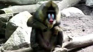 Mandrill Baboon Relaxing With A Snack, Still Displaying Junk