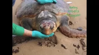 Recuperación osamenta y caparazón tortuga boba