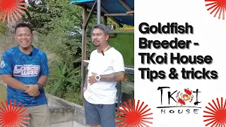 Goldfish Breeder: TKoi House Tips & Tricks