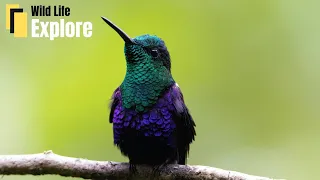 The Amazing World of Hummingbirds