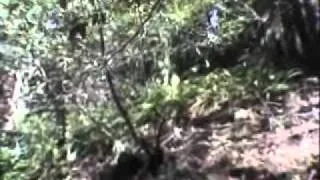 2008-03-09 Muir Woods Tour part 2.wmv