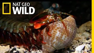 The Mantis Shrimp Packs a Powerful Punch | Nat Geo Wild