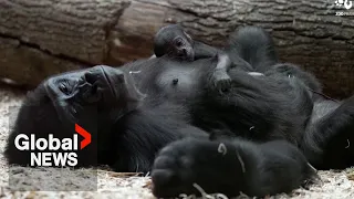 Critically endangered gorilla gives birth at Prague Zoo