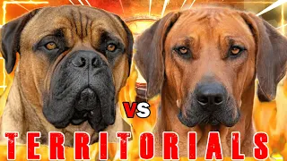 Bullmastiff vs Rhodesian Ridgeback | Rhodesian Ridgeback vs Bullmastiff | Guard Dog | Billa Boyka |