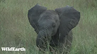 WildEarth - Sunrise Safari - 23 Mar 2023