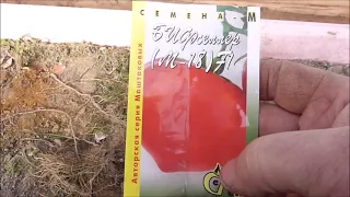Ранние томаты для теплицы. Подбор сортов.