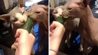 Bald Cats Love Cucumber