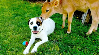FUNNIEST Animal Odd Couples! 😂 🤣 | Dogs, Cats & Birds Compilation
