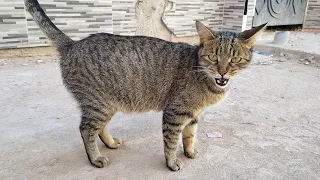 Very hungry homeless cat meows loudly and asks for food.